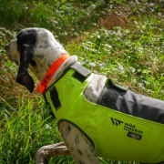 WILD TRACKER X-PROTECT : Gilet Chien Anti-Perforation